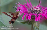 Hummingbird Clearwing