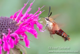 Hummingbird Clearwing