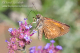 Broad-winged Skipper