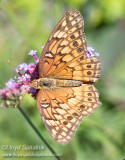 Variegated Fritallary