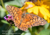 Variegated Fritallary