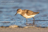 Semipalmated Sandpiper