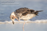 Lesser Black-backed Gull