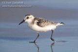 Sanderling