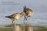 Stilt Sandpiper and Lesser Yellowlegs