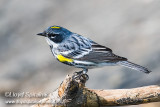 Yellow-rumped Warbler