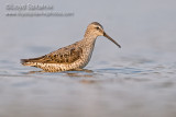Stilt Sandpiper