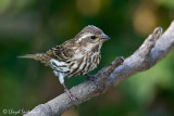 Purple Finch