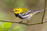 Black-throated Green Warbler