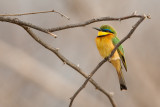 little bee-eater<br><i>(Merops pusillus, NL: dwergbijeneter)</i>