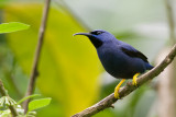 purple honeycreeper (m.)<br><i>(Cyanerpes caeruleus, NL: purpersuikervogel )</i>