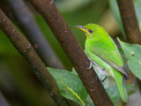 green honeycreeper (f.)<br><i>(Chorophanes spiza, NL: groene suikervogel)</i>
