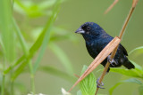 blue-black grassquit<br><i>(Volatinia jacarina, NL:  jacarina-gors)</i>