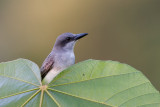 grey kingbird<br><i>(Tyrannus dominicensis, NL: grijze koningstiran)</i>