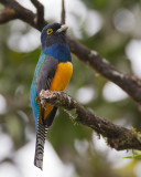 amazonian violaceous trogon<br><i>(Trogon violaceus, NL: violette trogon)</i>