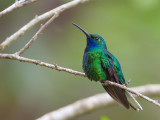 white-tailed sabrewing (m.)<br><i>(Campylopterus ensipennis, NL: witstaartsabelvleugel)</i>