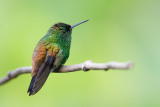 copper-rumped hummingbird<br><i>(Amazilia tobaci, NL: koperrugamazilia)</i>