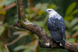 white hawk<br><i>(Pseudastur albicollis, NL: bonte buizerd)</i>