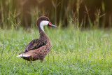 white-cheeked pintail<br><i>(Anas bahamensis, NL: bahamapijlstaart)</i>