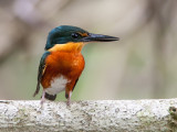 american pygmy kingfisher<br><i>(Chloroceryle aenea, NL: groene dwergijsvogel )