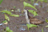 wattled jacana (juv.)<br><i>(Jacana jacana)</i>