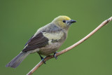 palm tanager<br><i>(Thraupis palmarum, NL: palm tangare)</i>