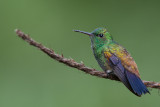 copper-rumped hummingbird<br><i>(Amazilia tobaci, NL: koperrugamazilia)</i>