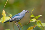 blue-grey tanager<br><i>(Thraupis episcopus, NL: bisschopstangare)</i>