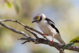 white-crested helmetshrike<br><i>(Prionops plumatus)</i>