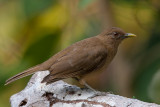 clay-coloured thrush<br><i>(Turdus grayi)</i>