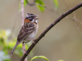 rufous-collared sparrow<br><i>(Zonotrichia capensis, ESP: chingolo comn)</i>