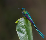 long-tailed sylph<br><i>(Aglaiocercus kingii, ESP: silfo colilargo)</i>