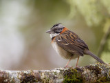 rufous-collared sparrow<br><i>(Zonotrichia capensis, ESP: chingolo comn)</i>