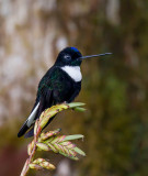 collared inca<br><i>(Coeligena torquata, ESP: inca acollarado)</i>