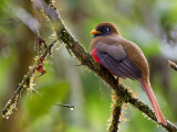 masked trogon (fem.)<br><i>(Trogon personatus, ESP: trogn enmascarado)</i>