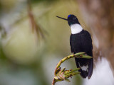 collared inca<br><i>(Coeligena torquata, ESP: inca acollarado)</i>