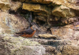 cliff flycatcher<br><i>(Hirundinea ferruginea, ESP: atrapamoscas de precipicios)</i>