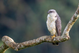 grey-backed hawk<br><i>(Leucopternis occidentalis)</i>