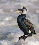 great cormorant<br><i>(Phalacrocorax carbo, NL: aalscholver)</i>
