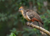 hoatzin <br><i>(Opisthocomus hoazin)</i>