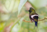 wire-crested thorntail<br><i>(Popelairia popelairii)</i>
