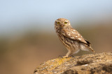 little owl<br><i>(Athena noctua)</i>