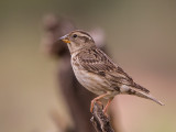 rock sparrow <br><i>(Petronia petroni)</i>