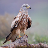 red kite <br><i>(Milvus milvus)</i>