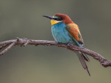 european bee-eater<br><i> (Merops apiaster)</i>