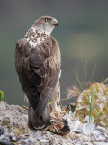Bonellis eagle <br><i>(Hieraaetus fasciatus)</i>