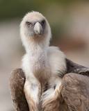griffon vulture <br><i>(Gyps fulvus)</i>