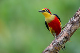 yellow-fronted woodpecker<br><i>(Melanerpes flavifrons)</i>