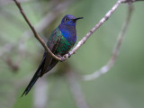 swallow-tailed hummingbird<br><i> (Eupetomena macroura)</i>