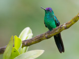 violet-capped woodnymph<br><i> (Thalurania glaucopis)</i>